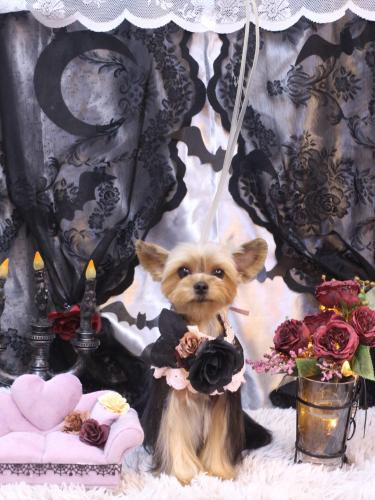 20231021メイちゃん